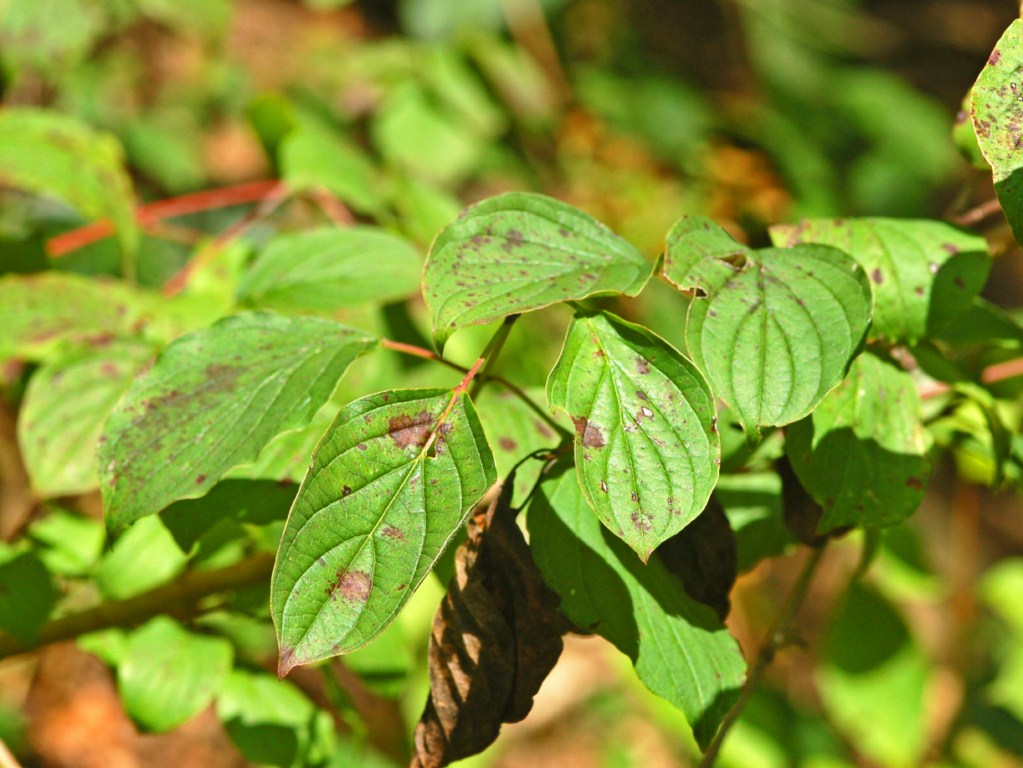 Cornus sanguinea / Corniolo sanguinello